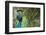 Male Indian Peacock in Costa Rica-Paul Souders-Framed Premium Photographic Print