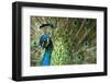 Male Indian Peacock in Costa Rica-Paul Souders-Framed Premium Photographic Print