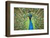 Male Indian Peacock in Costa Rica-Paul Souders-Framed Premium Photographic Print