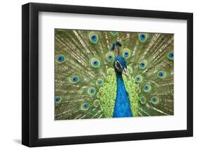 Male Indian Peacock in Costa Rica-Paul Souders-Framed Premium Photographic Print