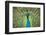 Male Indian Peacock in Costa Rica-Paul Souders-Framed Premium Photographic Print