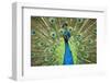 Male Indian Peacock in Costa Rica-Paul Souders-Framed Premium Photographic Print