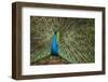 Male Indian Peacock in Costa Rica-null-Framed Premium Photographic Print