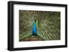 Male Indian Peacock in Costa Rica-null-Framed Premium Photographic Print