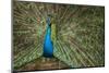 Male Indian Peacock in Costa Rica-null-Mounted Premium Photographic Print