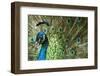 Male Indian Peacock in Costa Rica-Paul Souders-Framed Photographic Print