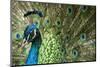 Male Indian Peacock in Costa Rica-Paul Souders-Mounted Photographic Print