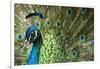 Male Indian Peacock in Costa Rica-Paul Souders-Framed Photographic Print