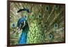 Male Indian Peacock in Costa Rica-Paul Souders-Framed Photographic Print