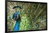 Male Indian Peacock in Costa Rica-Paul Souders-Framed Photographic Print