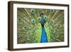 Male Indian Peacock in Costa Rica-Paul Souders-Framed Photographic Print