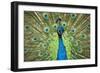 Male Indian Peacock in Costa Rica-Paul Souders-Framed Photographic Print