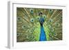 Male Indian Peacock in Costa Rica-Paul Souders-Framed Photographic Print