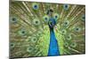 Male Indian Peacock in Costa Rica-Paul Souders-Mounted Photographic Print