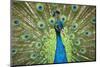 Male Indian Peacock in Costa Rica-Paul Souders-Mounted Photographic Print