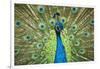Male Indian Peacock in Costa Rica-Paul Souders-Framed Photographic Print