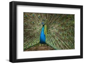 Male Indian Peacock in Costa Rica-null-Framed Photographic Print