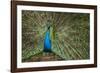 Male Indian Peacock in Costa Rica-null-Framed Photographic Print