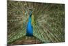 Male Indian Peacock in Costa Rica-null-Mounted Photographic Print