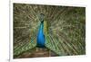 Male Indian Peacock in Costa Rica-null-Framed Photographic Print