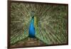 Male Indian Peacock in Costa Rica-null-Framed Photographic Print