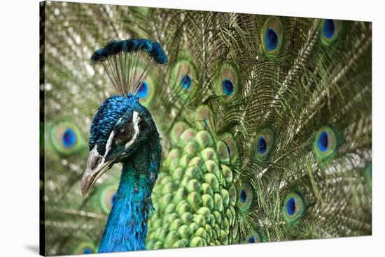 Male Indian Peacock in Costa Rica-Paul Souders-Stretched Canvas