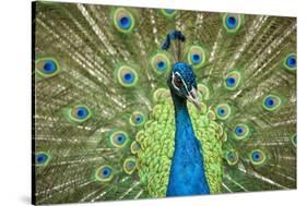 Male Indian Peacock in Costa Rica-Paul Souders-Stretched Canvas