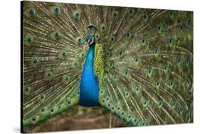 Male Indian Peacock in Costa Rica-null-Stretched Canvas
