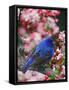 Male Indigo Bunting Among Crabapple Blossoms-Adam Jones-Framed Stretched Canvas