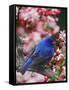 Male Indigo Bunting Among Crabapple Blossoms-Adam Jones-Framed Stretched Canvas