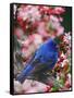 Male Indigo Bunting Among Crabapple Blossoms-Adam Jones-Framed Stretched Canvas