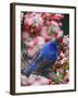 Male Indigo Bunting Among Crabapple Blossoms-Adam Jones-Framed Premium Photographic Print