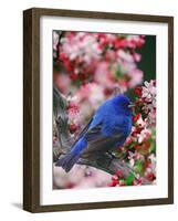 Male Indigo Bunting Among Crabapple Blossoms-Adam Jones-Framed Photographic Print