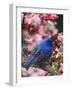 Male Indigo Bunting Among Crabapple Blossoms-Adam Jones-Framed Photographic Print