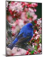 Male Indigo Bunting Among Crabapple Blossoms-Adam Jones-Mounted Photographic Print