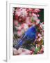 Male Indigo Bunting Among Crabapple Blossoms-Adam Jones-Framed Photographic Print