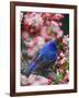 Male Indigo Bunting Among Crabapple Blossoms-Adam Jones-Framed Photographic Print