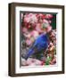 Male Indigo Bunting Among Crabapple Blossoms-Adam Jones-Framed Premium Photographic Print