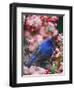 Male Indigo Bunting Among Crabapple Blossoms-Adam Jones-Framed Premium Photographic Print