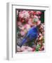 Male Indigo Bunting Among Crabapple Blossoms-Adam Jones-Framed Premium Photographic Print