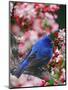 Male Indigo Bunting Among Crabapple Blossoms-Adam Jones-Mounted Premium Photographic Print