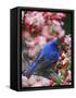 Male Indigo Bunting Among Crabapple Blossoms-Adam Jones-Framed Stretched Canvas