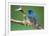 Male Indigo Bunting, close-up-Adam Jones-Framed Photographic Print