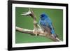 Male Indigo Bunting, close-up-Adam Jones-Framed Photographic Print