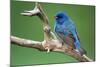 Male Indigo Bunting, close-up-Adam Jones-Mounted Photographic Print