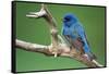 Male Indigo Bunting, close-up-Adam Jones-Framed Stretched Canvas