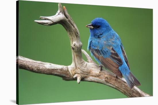 Male Indigo Bunting, close-up-Adam Jones-Stretched Canvas