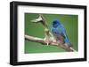 Male Indigo Bunting, close-up-Adam Jones-Framed Photographic Print