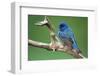 Male Indigo Bunting, close-up-Adam Jones-Framed Photographic Print