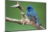 Male Indigo Bunting, close-up-Adam Jones-Mounted Photographic Print